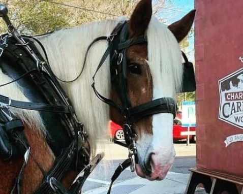 Charleston Historic District Carriage Tour