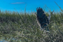 Hilton Head Island Kayaking and Boat Tour