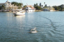 Dolphin Tour on Indian River Florida