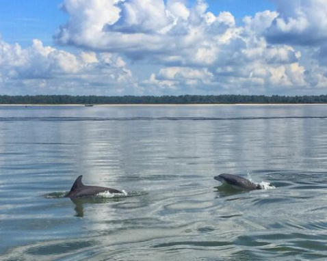 Private Dolphin Tour to Disappearing Island