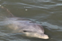 Hilton Head Island Private Dolphin Spotting
