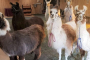 Learn About Llamas Experience Dallas