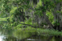 Louisiana Bayou Pontoon Boat Adventure Tour