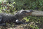 Louisiana Bayou Pontoon Boat Adventure Tour