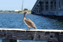 Dolphin Tour on Indian River Florida