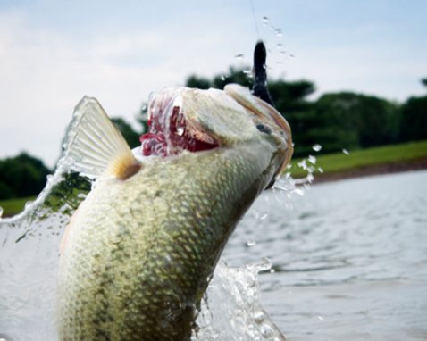 Clermont Bass Fishing Trip