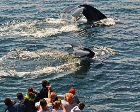 Boston Whale Watching Excursion