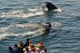 Boston Whale Watching Excursion