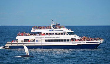 Boston Whale Watching Excursion - Xperience Days