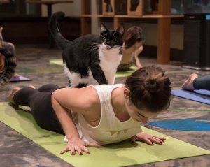 Cat Café Yoga Class in Seattle