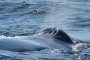 NY Whale and Dolphin Watching Adventure Cruise