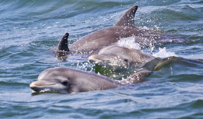 atlantic city cruises dolphin watch