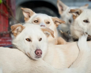 Hilltown Dry Land Dog Sled Tour - Xperience Days