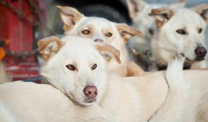 Hilltown Dry Land Dog Sled Tour - Xperience Days