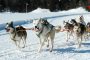 Hilltown Winter Dog Sled Tour