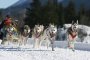 Hilltown Winter Dog Sled Tour