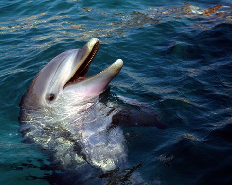 Hilton Head Dolphin Watch