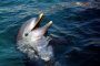 Hilton Head Dolphin Watching Cruise