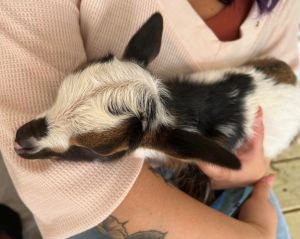 Baby Goat Snuggle Session in Katy