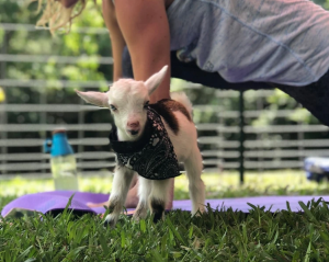Goat Yoga and Mimosas