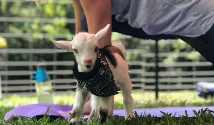 New for 2022! Goat Yoga and Mimosas in Katy