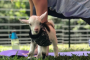 Goat Yoga and Mimosas in Katy