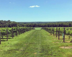 Long Island Winery Tours For Couples Long Island Winery Tours For Couples