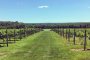 Long Island Winery Tours For Couples Long Island Winery Tours For Couples