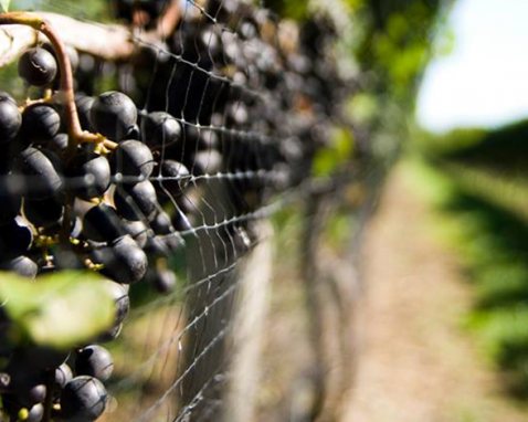 Long Island Winemaking