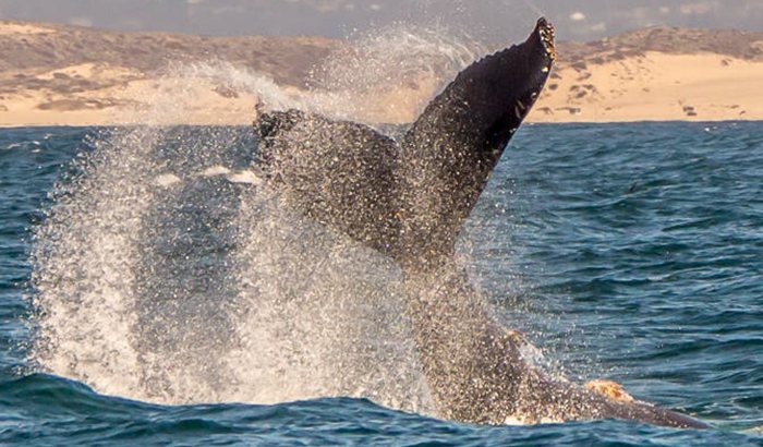 Whale Watching in Monterey - Xperience Days