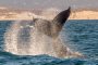 Whale Watching in Monterey