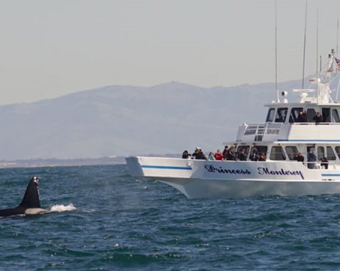 Whale Watching in Monterey