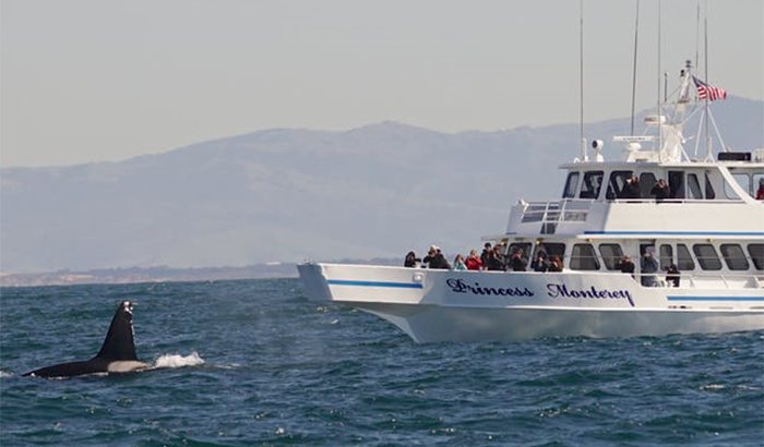 Whale Watching in Monterey - Xperience Days