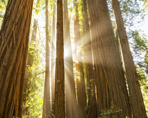 Muir Woods Tour