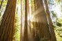 Muir Woods and Sonoma Winery Tour