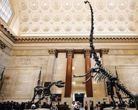 American Museum of Natural History Guided Tour