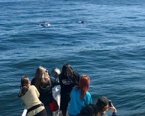 NY Whale Watching Cruise