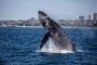 Newport Bay Whale Watching Cruise