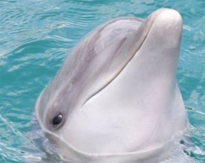 Panama City Dolphin Spotting Cruise