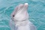 Panama City Dolphin Spotting Cruise