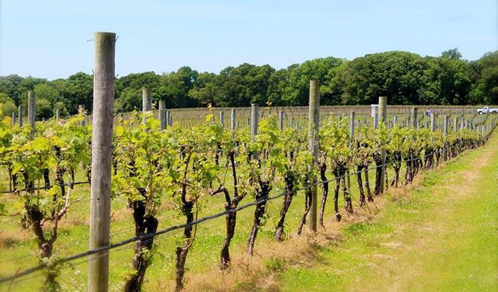 Limo Wine Tours In Nj Visit Nj S Finest Wineries In Style