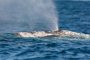 Whale and Dolphin Watching R.I.B. Ride