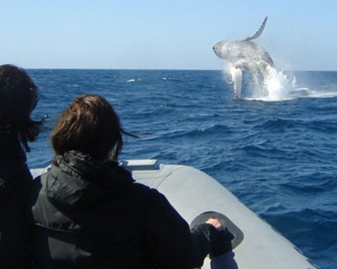 Whale and Dolphin Watching R.I.B. Ride