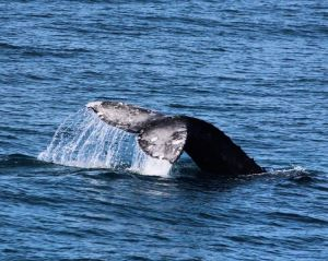 Whale Watching San Diego