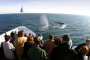 San Diego Whale and Dolphin Watching Adventure