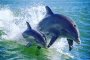 Speedboat Dolphin Adventure