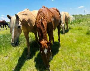 Amarillo Horseback Ride