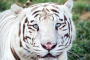 Saddlebrooke National Tiger Sanctuary Tour