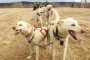 Hilltown Dry Land Dog Sled Tour