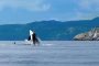 San Juan Islands Whale Watching Cruise